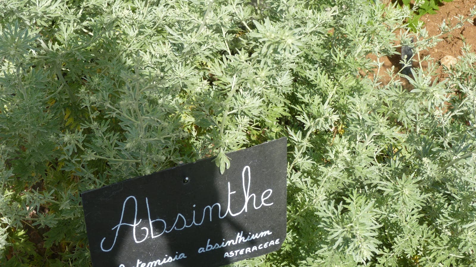 Un pied d’absinthe (Artemisia absinthium), Astéracée au feuillage gris argenté : la plante d’où vient la fameuse boisson. (Photo Manuel Ferreira.)