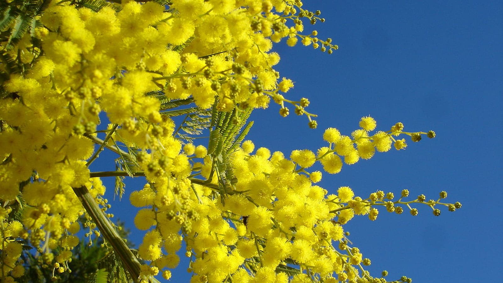 Mimosa des fleuristes (Acacia dealbata) en pleine floraison, branches croulant sous les pompons jaunes. (Photo Manuel Ferreira.)