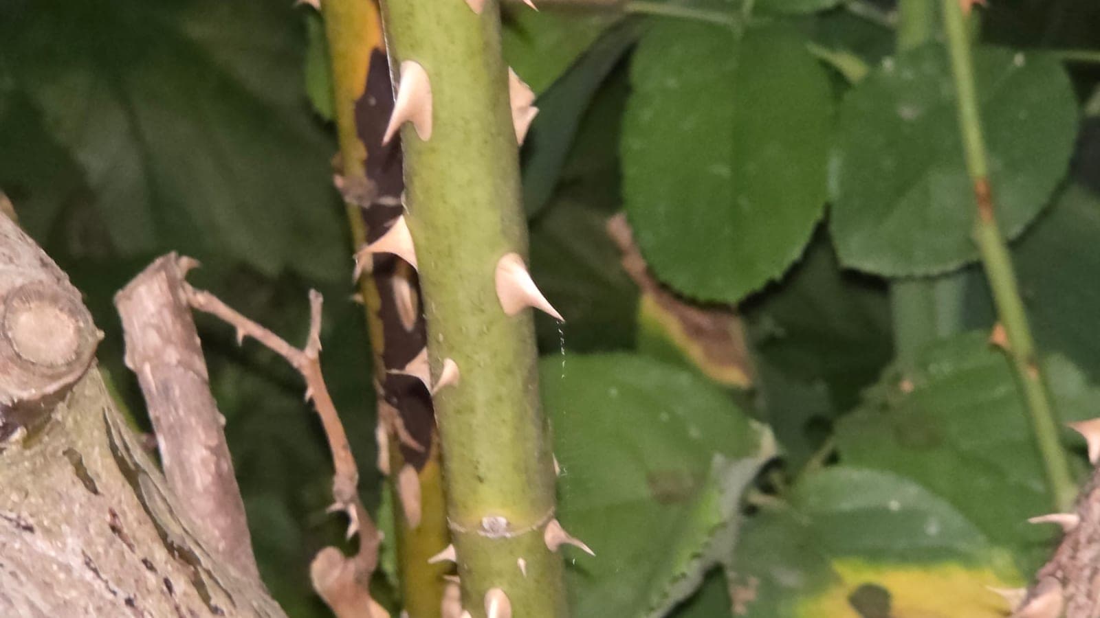 Aiguillons sur une tige de rosier : des piquants larges et recourbés, d’origine épidermique, qui se détachent en ne laissant qu’une cicatrice. (Photo Manuel Ferreira.)