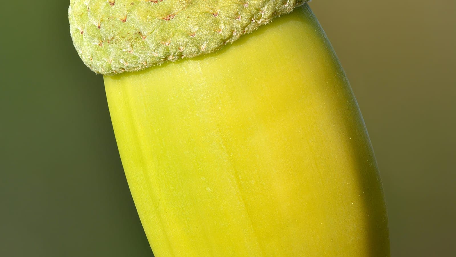 Un gland de chêne (Quercus robur) : c’est un akène, un fruit sec indéhiscent à graine unique. (Photo Ivar Leidus, CC BY-SA 4.0.)