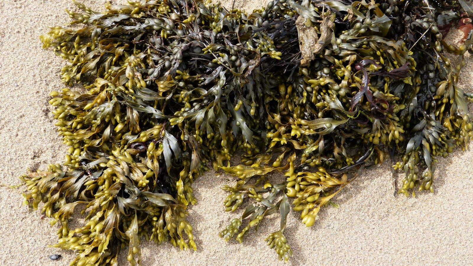 Une algue brune (le fucus vésiculeux, Fucus vesiculosus) sur l’estran : les algues brunes ne sont pas dans la lignée verte des plantes. (Photo gailhampshire, CC BY 2.0.)