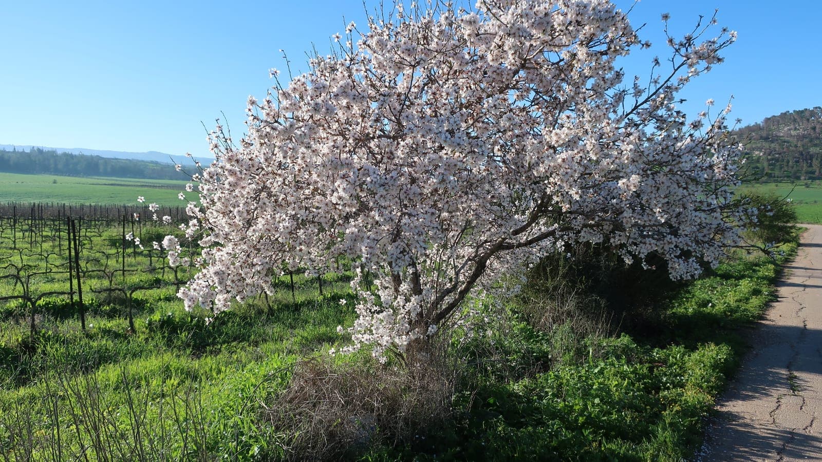 Un amandier (Prunus dulcis) en fleurs à la fin de l’hiver : un Prunus, cousin de l’abricotier et du pêcher. (Photo Davidbena, CC BY-SA 4.0.)