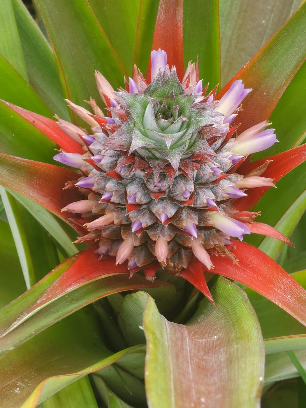 Ananas en pleine floraison, fleurs mauves et bractées rouges, photographié aux Açores (Photo Manuel Ferreira.)