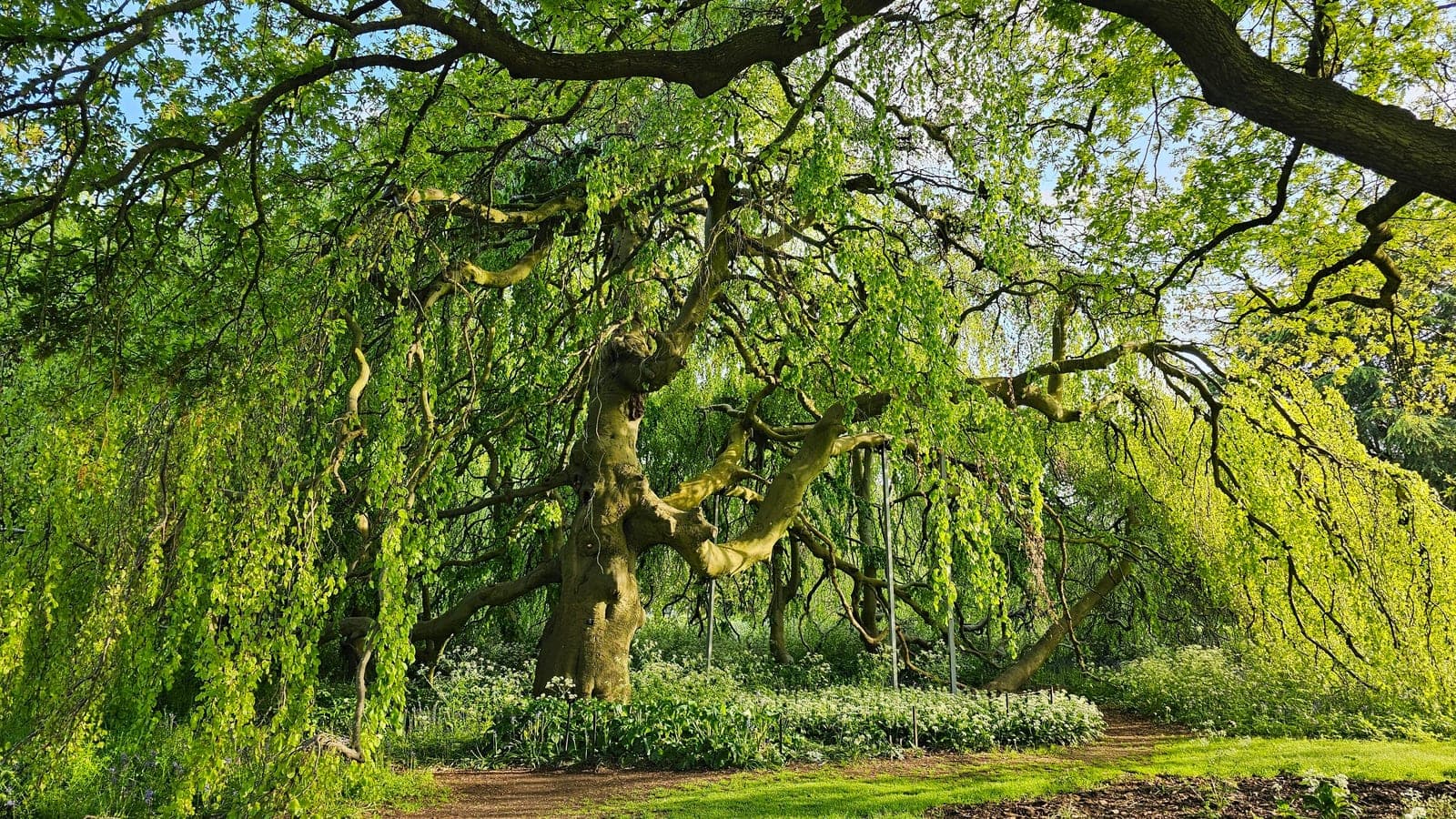 Un grand arbre au port étalé et pleureur, à Kew Gardens (Angleterre) : tronc, ramure et couronne réunis - tout ce que le mot « arbre » embrasse d’un mot. (Photo Manuel Ferreira.)