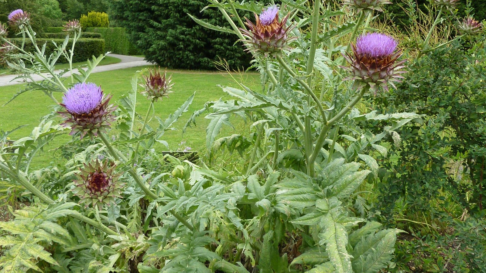 Un artichaut (Cynara scolymus) : le gros bouton que l’on mange est en réalité un capitule de fleurs encore fermé. (Photo Magnus Manske, CC BY-SA 3.0.)