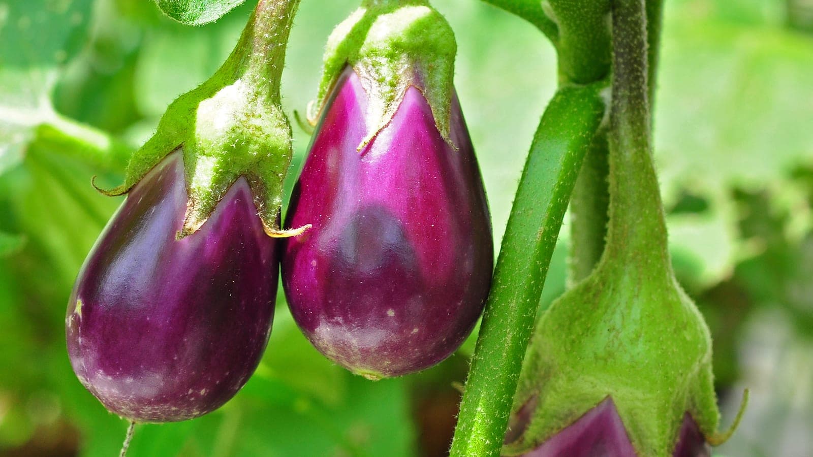 Une aubergine (Solanum melongena) sur le plant : un fruit - plus précisément une baie - et non un légume au sens botanique. (Photo Joydeep, CC BY-SA 3.0.)