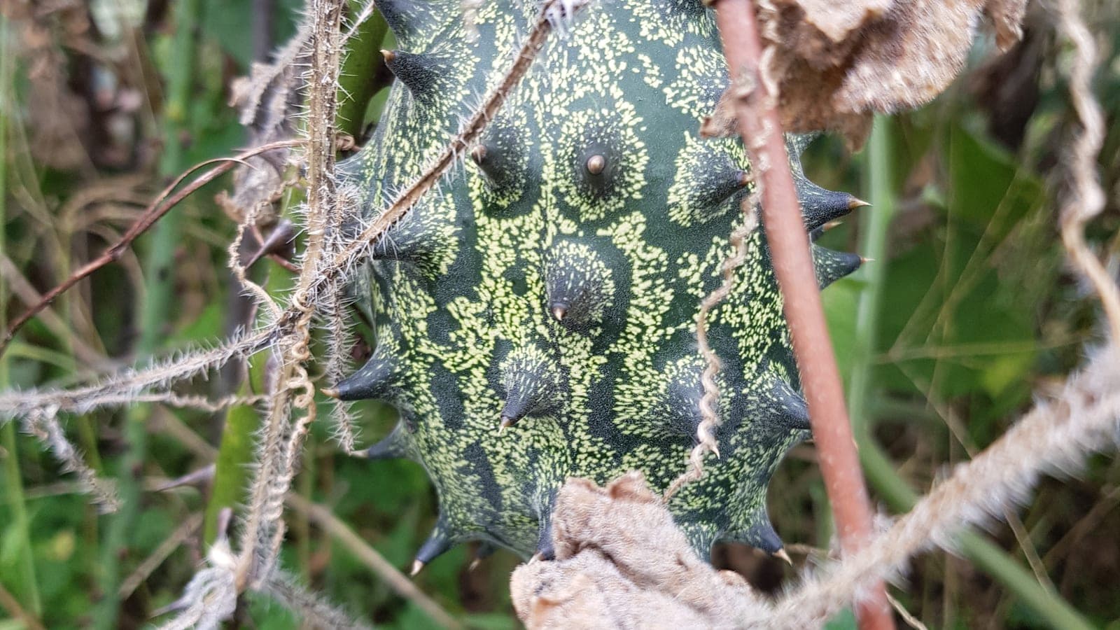 Un kiwano (melon à cornes, Cucumis metuliferus) : sous ses pointes, c’est une baie - un fruit charnu bourré de graines dans la pulpe. (Photo Manuel Ferreira.)