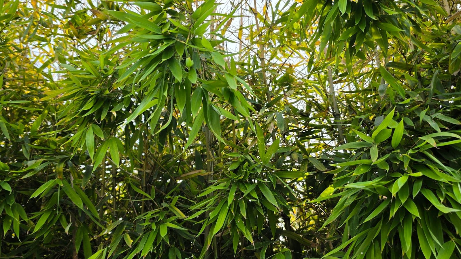 Un massif de bambous : malgré leur allure d’arbres, ce sont des graminées géantes (Poacées), de la famille du blé. (Photo Manuel Ferreira.)
