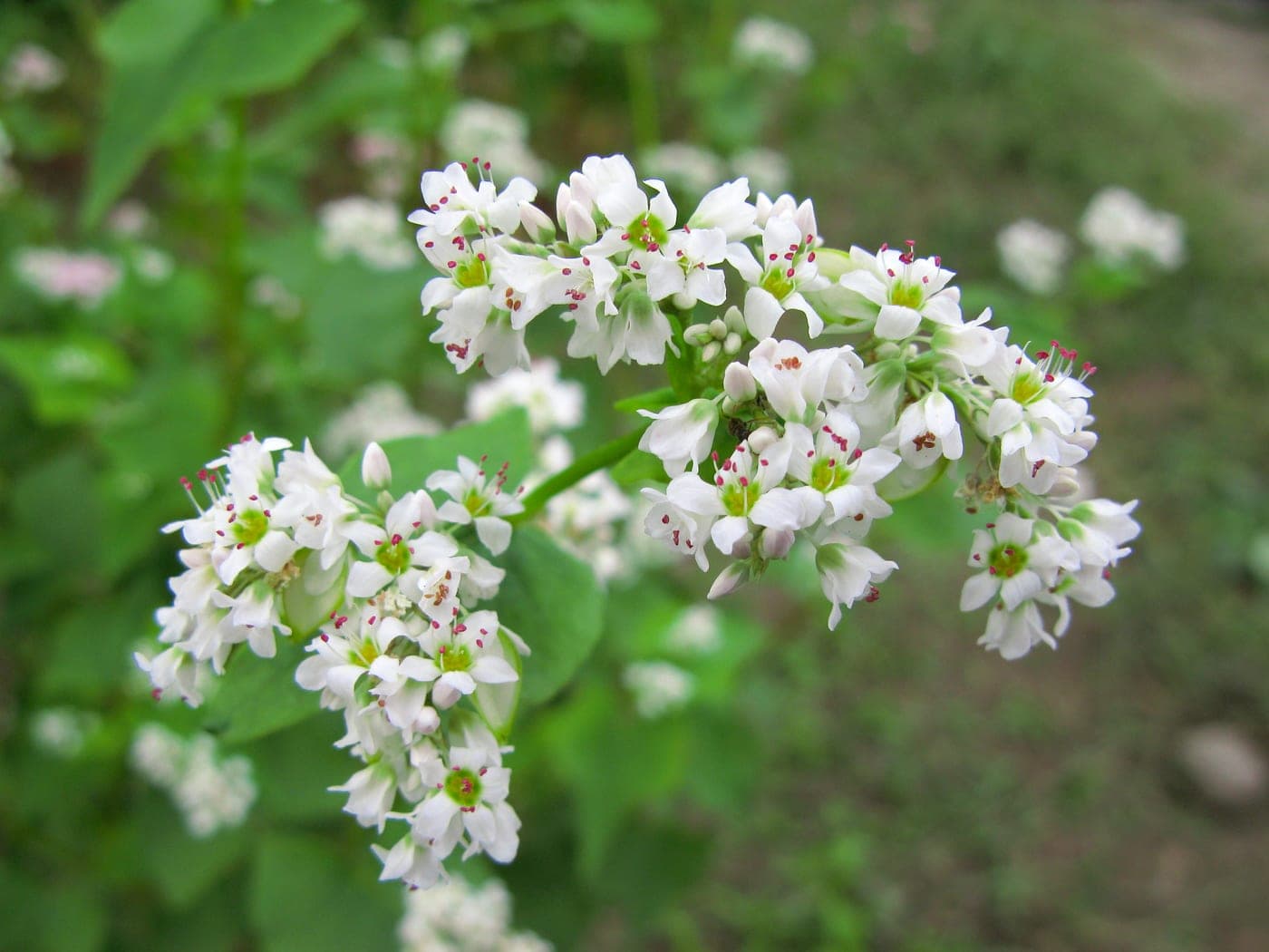 Sarrasin (Fagopyrum esculentum) en fleurs : fleurs blanches aux étamines rosées (Photo 京浜にけ, CC BY-SA 3.0.)