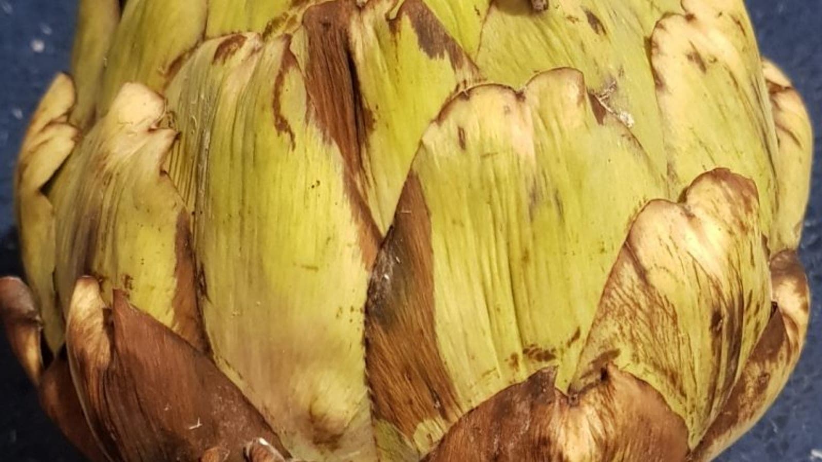 Bractées d’artichaut : les écailles charnues que l’on mange sont des feuilles modifiées (des bractées), à la base du capitule. (Photo Manuel Ferreira.)