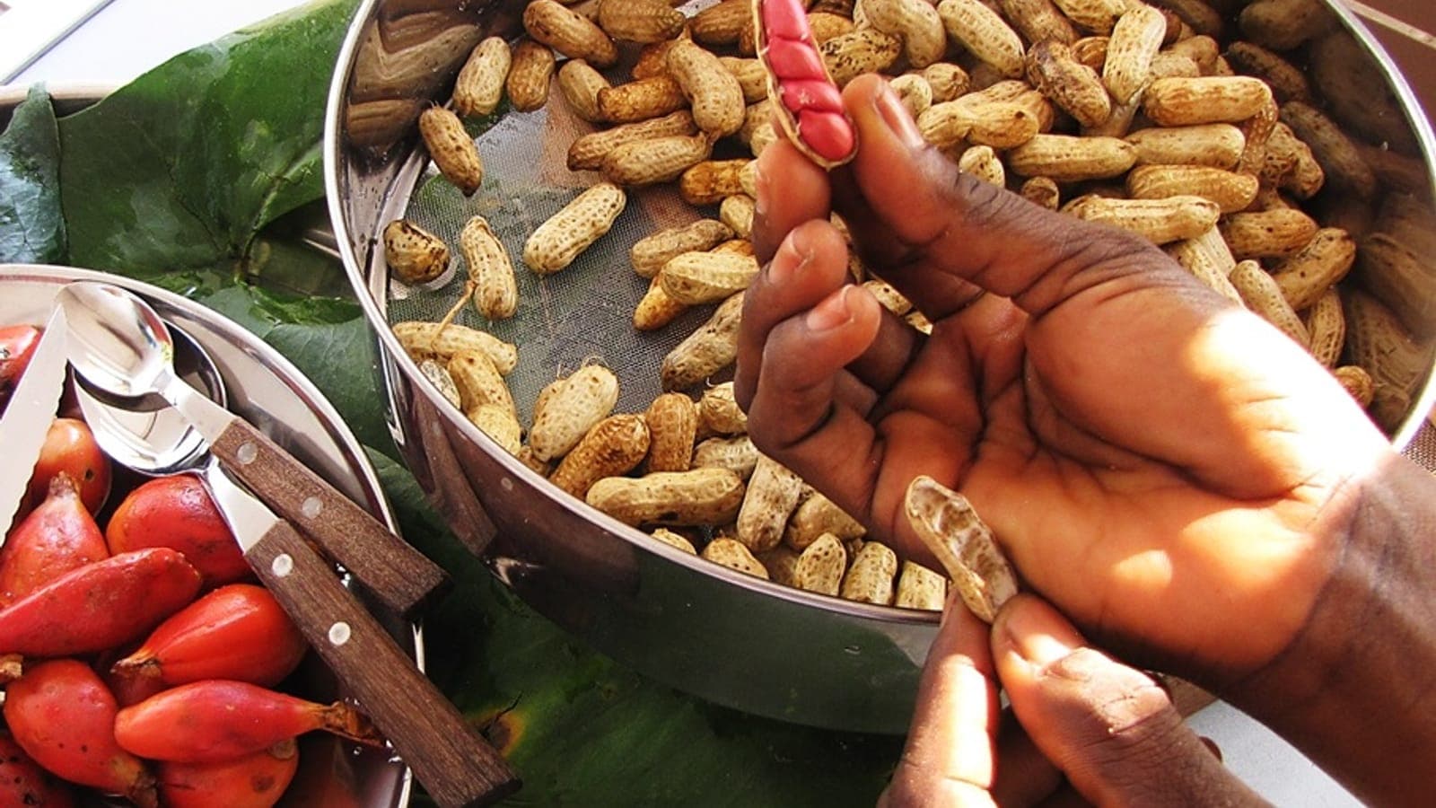 Cacahuètes en coque et une gousse ouverte montrant les graines alignées comme un petit pois : la cacahuète n’est pas une noix mais une légumineuse. (Photo T.K. Naliaka, CC BY-SA 4.0.)