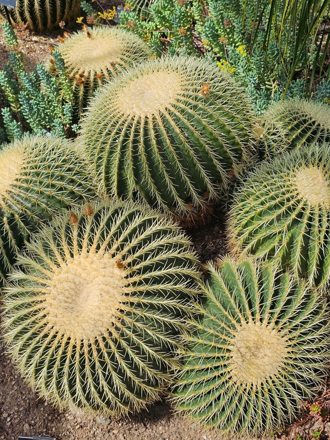 Cactus en tonneau (Echinocactus) aux épines dorées : côtes et aréoles bien visibles (Photo Manuel Ferreira.)