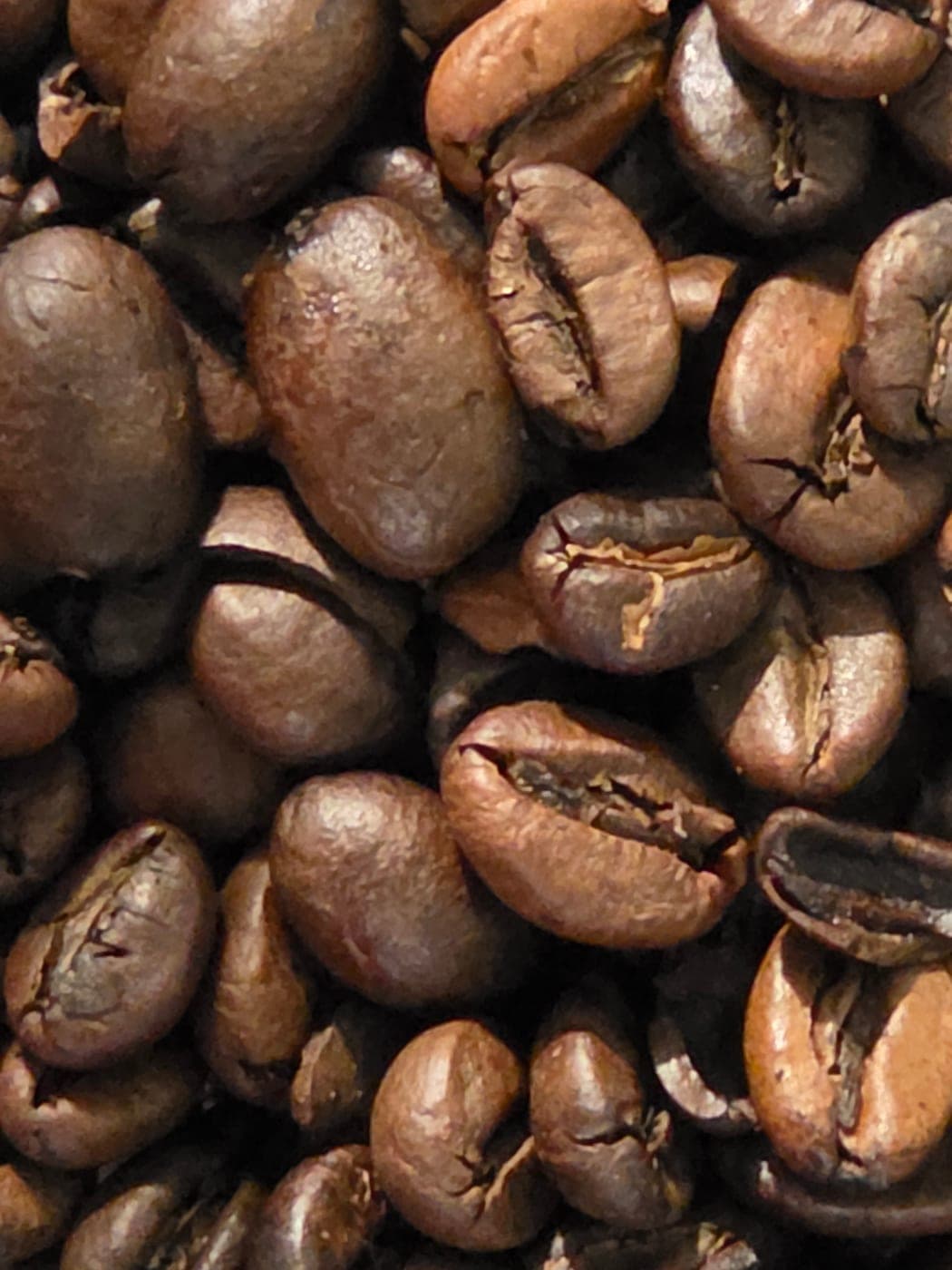 Grains de café torréfiés en gros plan, bruns et luisants, avec leur sillon caractéristique (Photo Manuel Ferreira.)