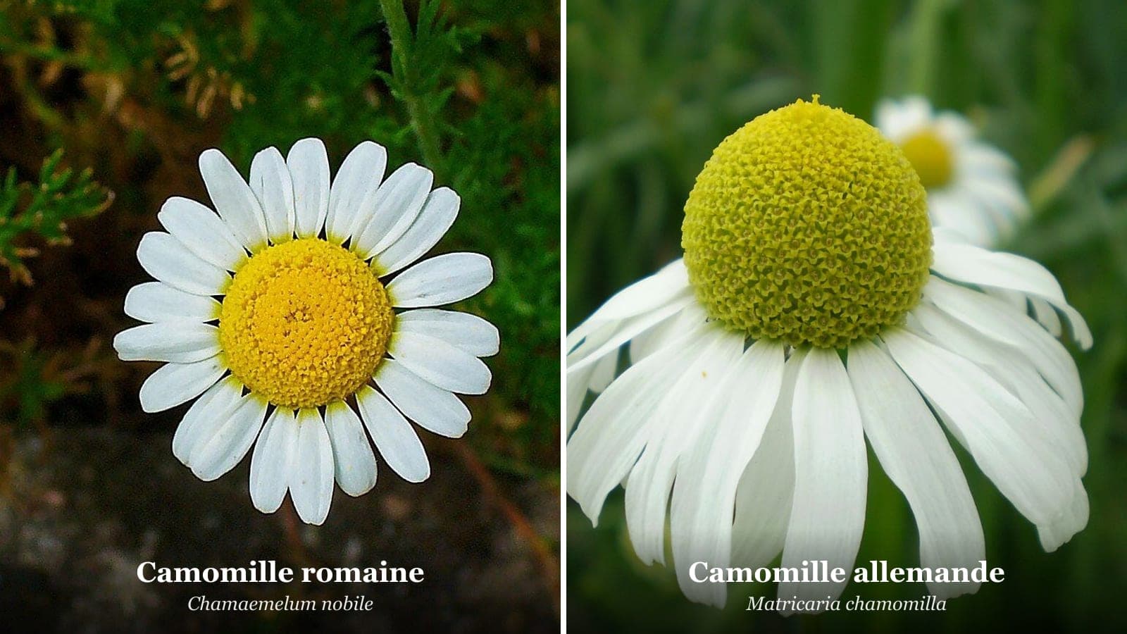 Deux camomilles de genres différents : camomille romaine (Chamaemelum nobile) à gauche, camomille allemande ou matricaire (Matricaria chamomilla) à droite - capitules et feuillage visibles (Photo H. Zell, CC BY-SA 3.0.)