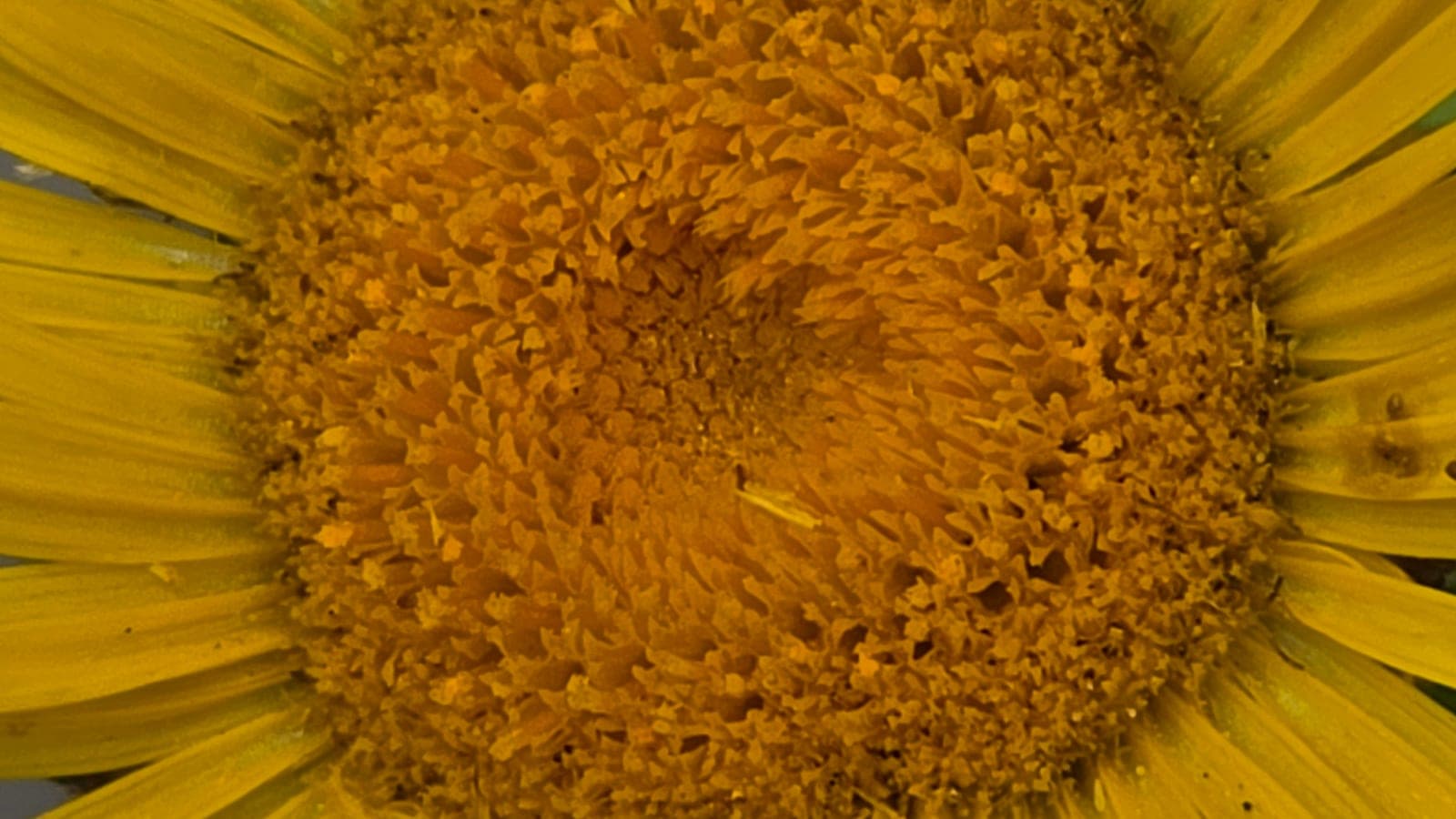 Capitule radié d’une aunée (Inula helenium) : une couronne de fleurons ligulés jaunes autour d’un cœur de fleurons tubulés dorés - une « fleur » qui est un bouquet de fleurs. (Photo Manuel Ferreira.)