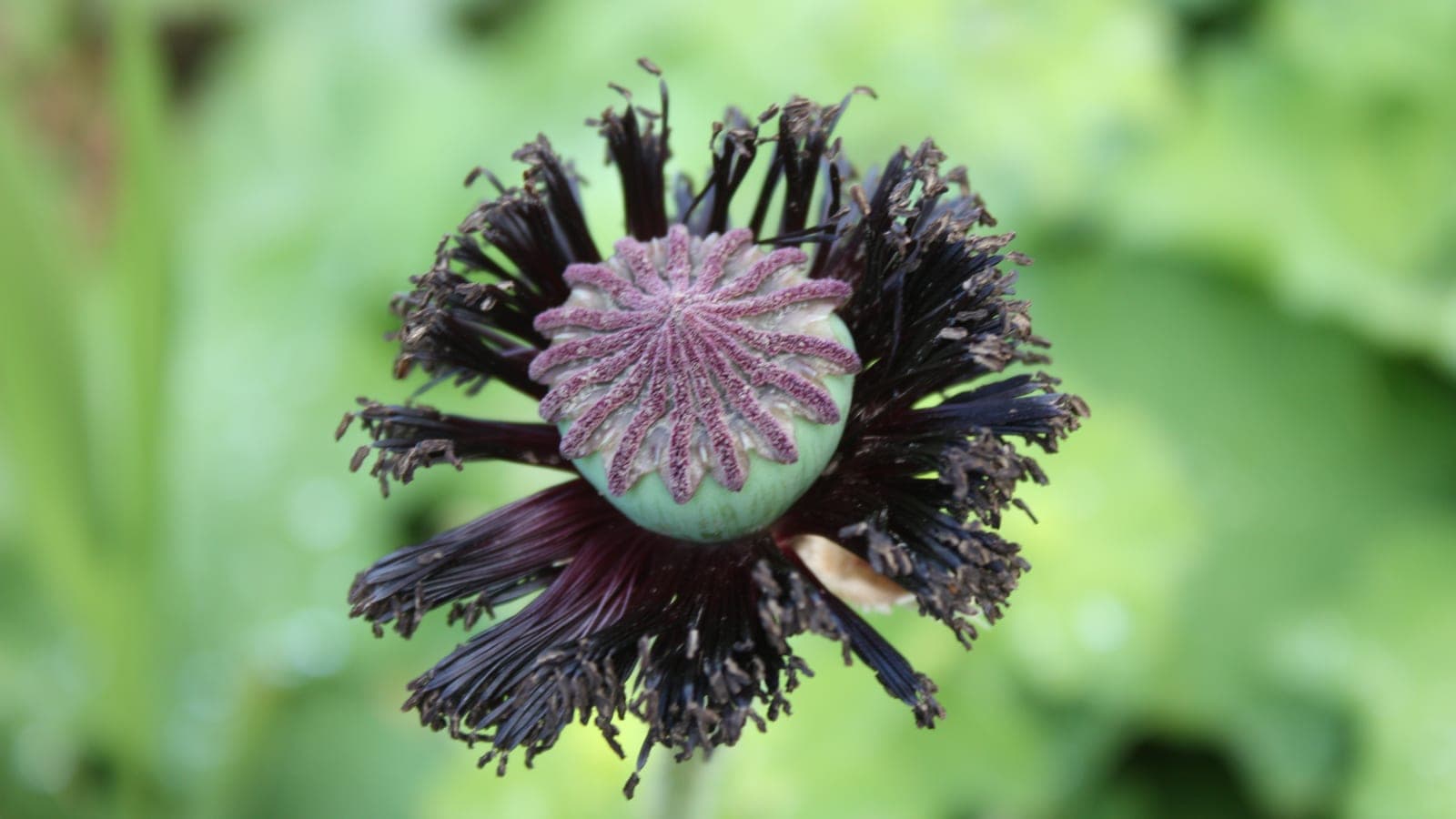 Une capsule de pavot : un fruit sec qui s’ouvre à maturité (déhiscent), ici par de petits pores, pour libérer ses graines. (Photo Ardfern, CC BY-SA 3.0.)