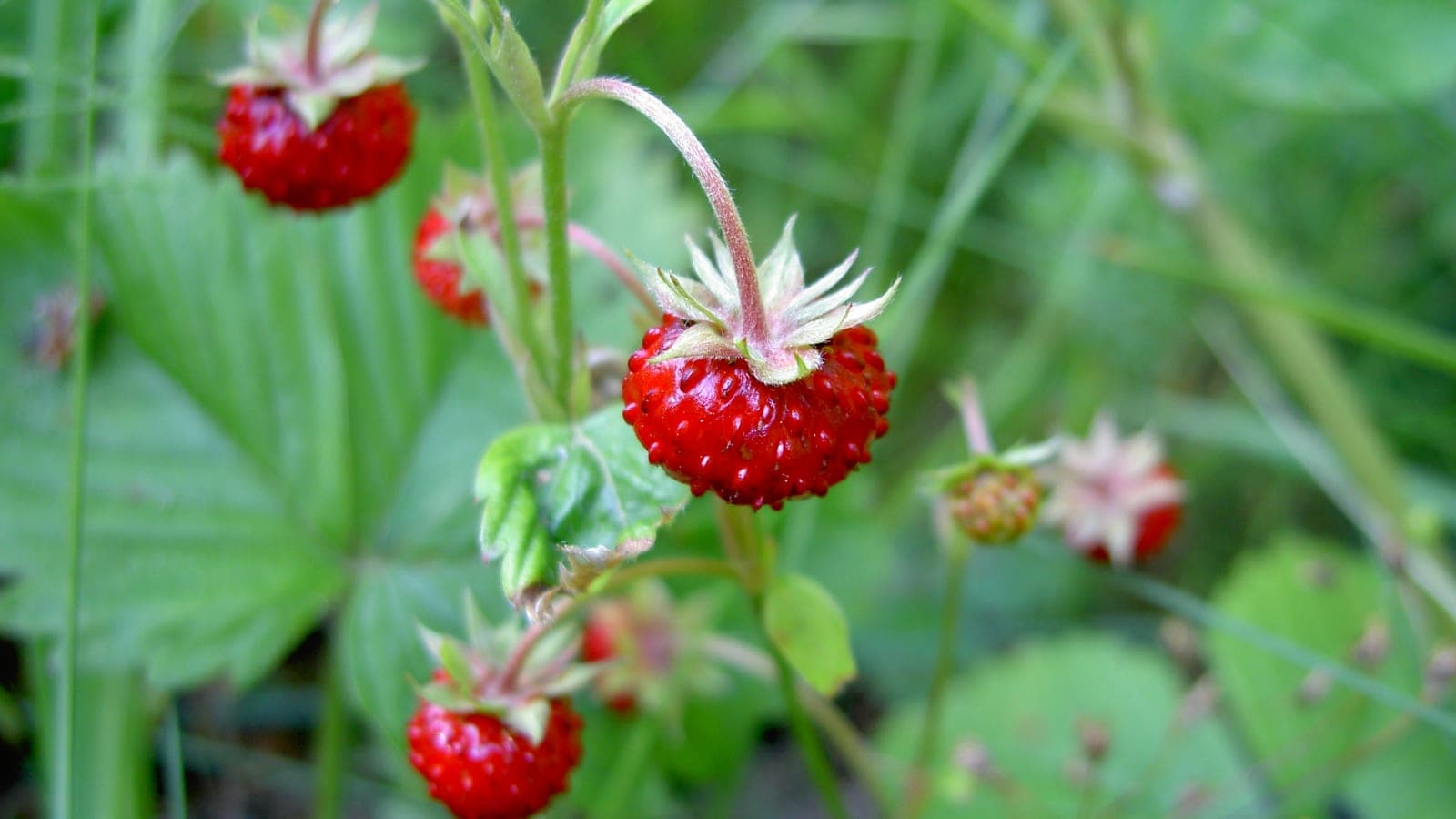 Une fraise et ses akènes : chacun de ces petits grains correspond à un carpelle, l’unité de base du pistil. (Photo Philip Jägenstedt, domaine public.)