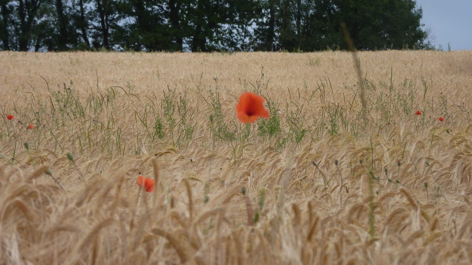 Champ de céréale mûre aux épis dorés, parsemé de coquelicots (Dordogne) : les céréales sont des graminées. (Photo Manuel Ferreira.)