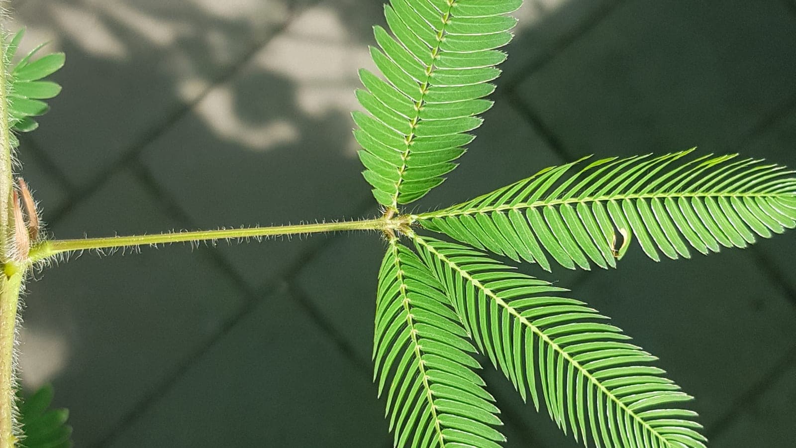 Feuille de mimosa pudique aux folioles finement découpées, la tige hérissée de poils sensibles : la « plante sensitive », emblème d’un végétal qui perçoit et réagit. (Photo Manuel Ferreira.)