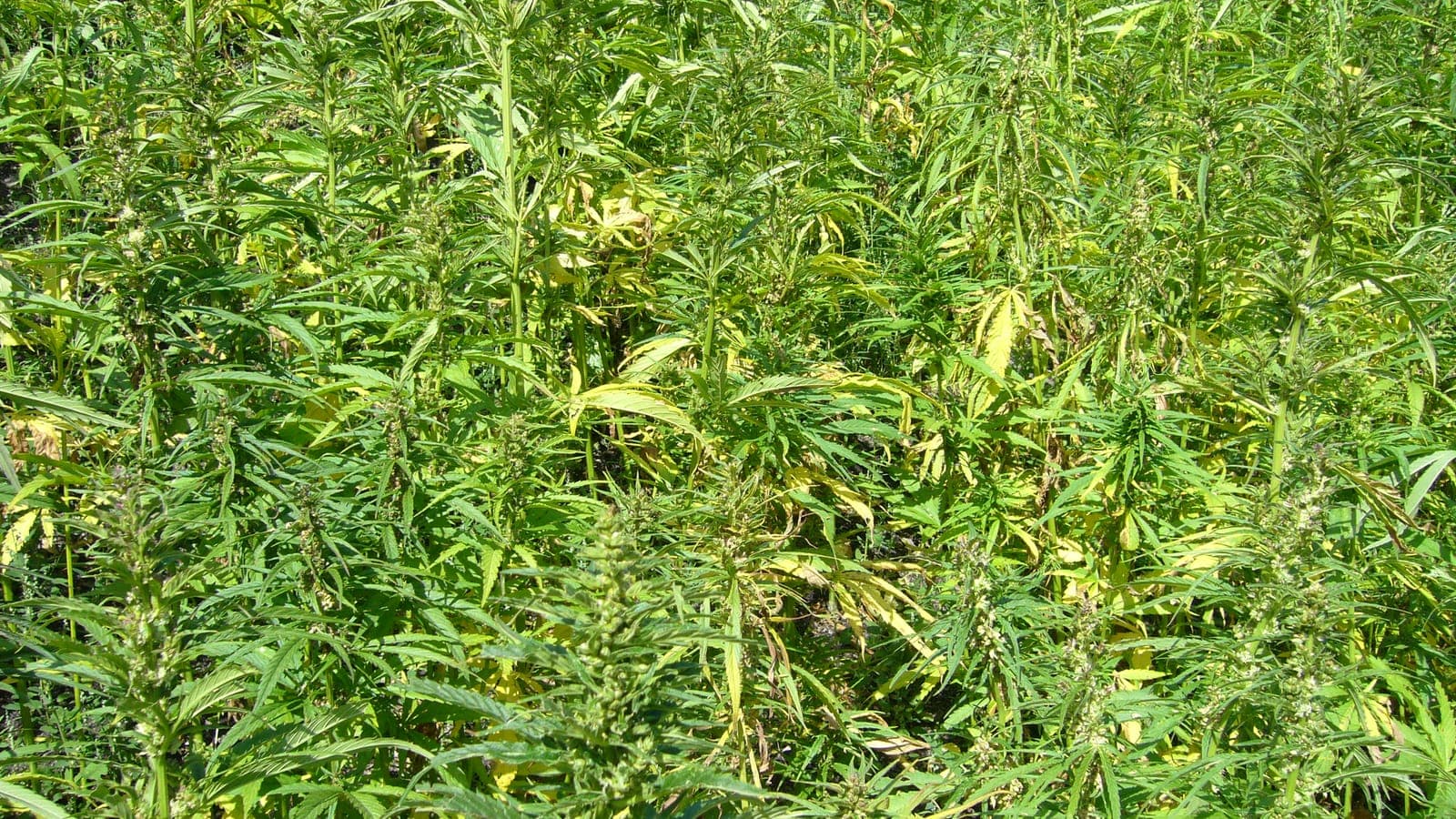 Champ de chanvre industriel (Cannabis sativa) à très faible THC : le chanvre agricole et le cannabis-drogue sont une seule et même espèce. (Photo Nabokov, domaine public.)