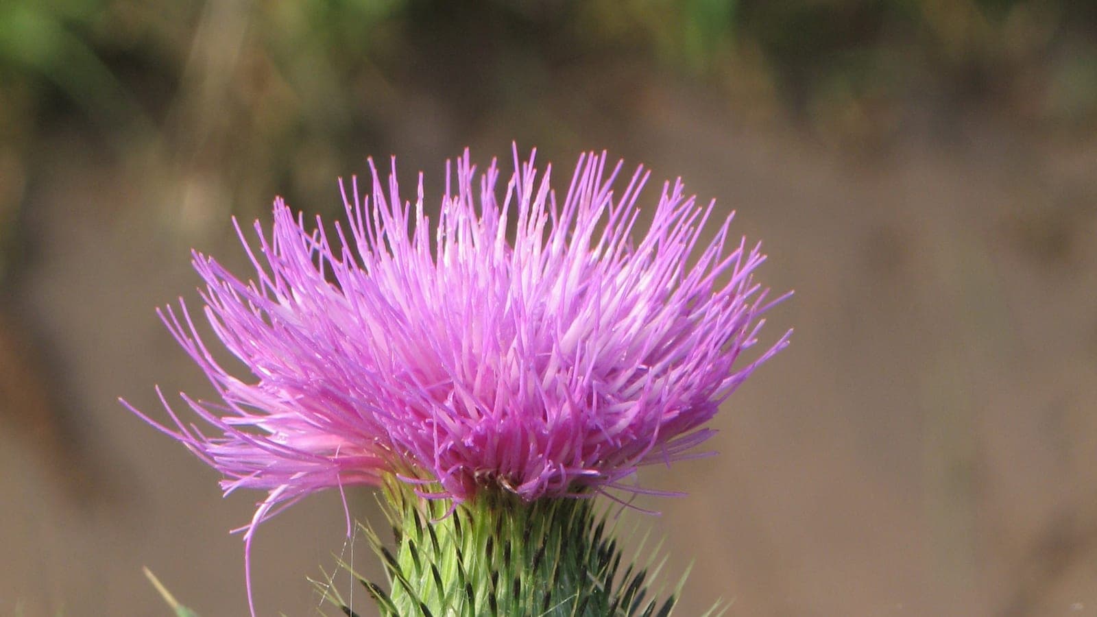 Chardon commun (Cirsium vulgare) en fleur : un capitule de fleurons violets posé sur un involucre vert tout hérissé d’épines. Le chardon typique, une Astéracée. (Photo Robert Flogaus-Faust, CC BY 4.0.)