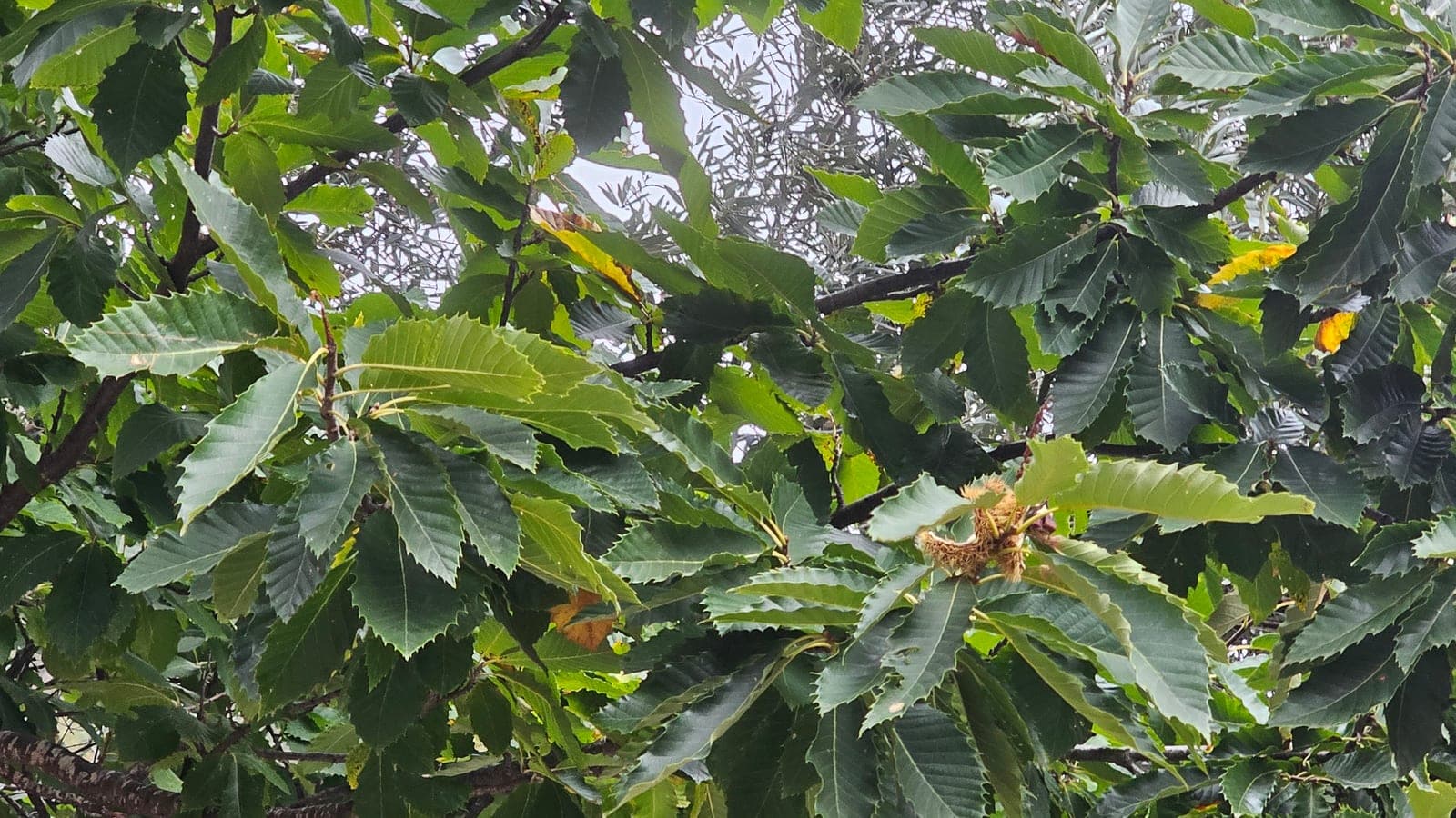 Feuillage d’un châtaignier (Castanea sativa) : longues feuilles simples dentées en scie et, nichées entre elles, de jeunes bogues vertes épineuses qui renferment les châtaignes. (Photo Manuel Ferreira.)