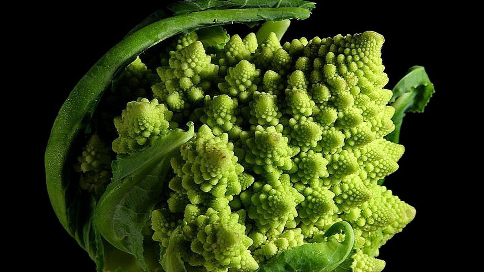Un chou romanesco : un cône vert-tendre fait de spirales de bourgeons en fractale. Malgré son allure, c’est bien un chou - la même espèce (Brassica oleracea) que le chou pommé ou le brocoli. (Photo Jon Sullivan, domaine public.)