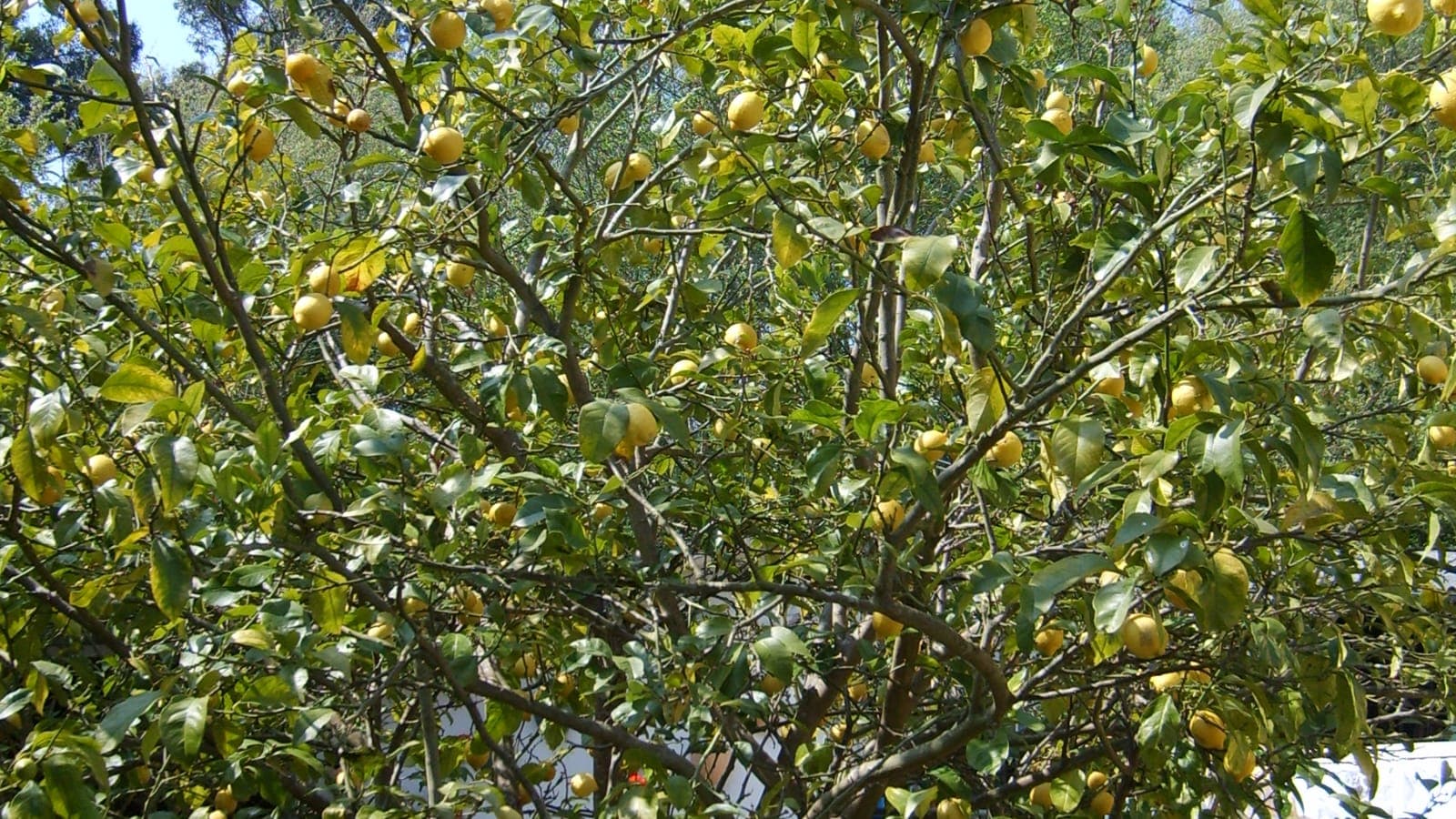 Citronnier (Citrus limon) chargé de citrons jaunes : ce fruit familier n’est pas une espèce sauvage mais un hybride (cédrat × orange amère). (Photo Xosema, CC BY-SA 4.0.)