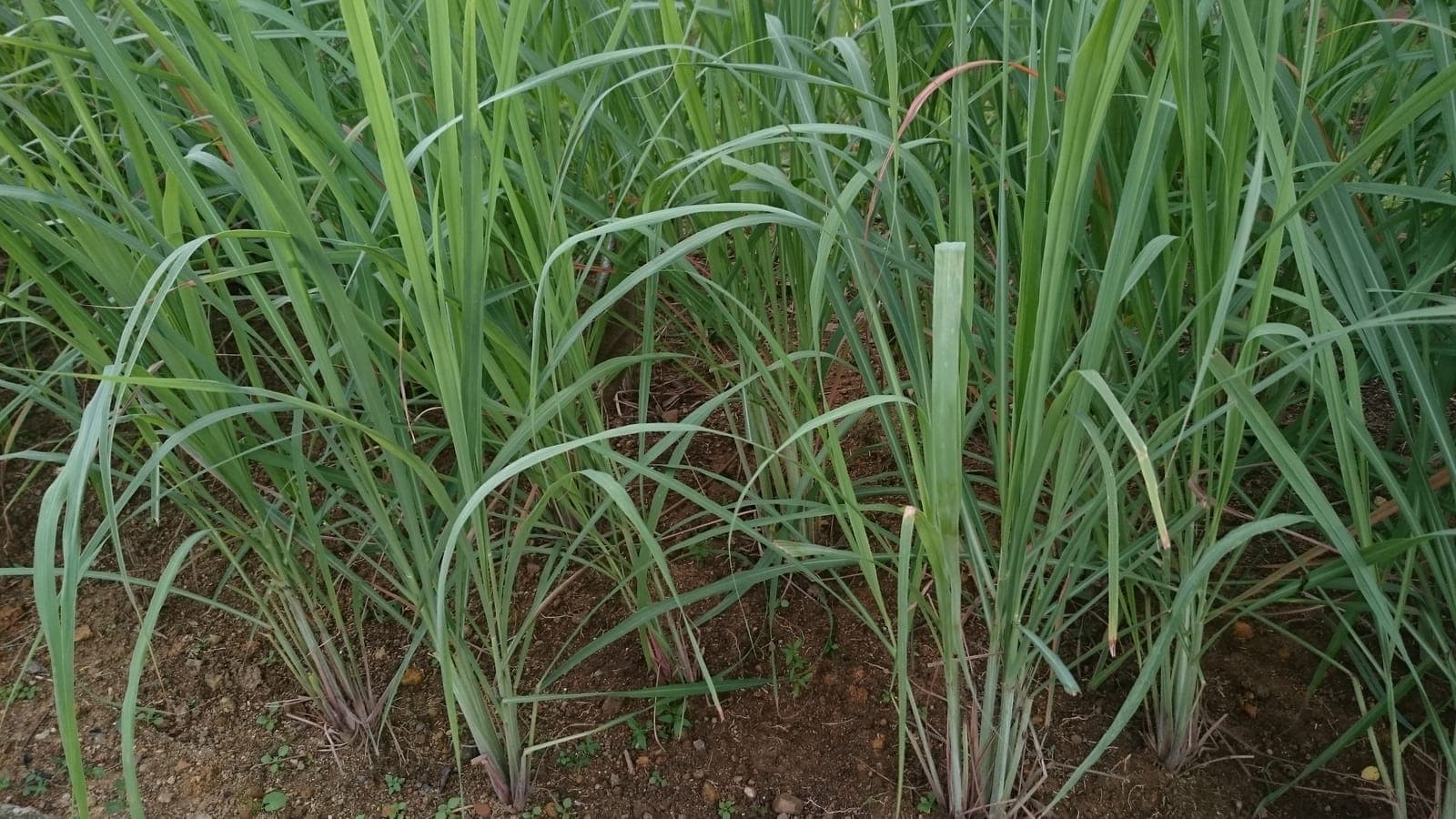 Touffes de citronnelle (Cymbopogon citratus), le « lemongrass » : la vraie citronnelle est une graminée, une herbe de la famille du blé. (Photo Mokkie, CC BY-SA 4.0.)