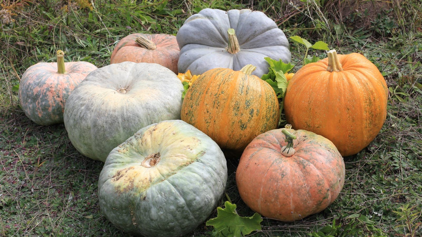 Assortiment de courges d’automne dans l’herbe : citrouilles orange (Cucurbita pepo) et potirons gris-bleu ou rouges (Cucurbita maxima) - deux espèces, un même air de famille. (Photo George Chernilevsky, domaine public.)