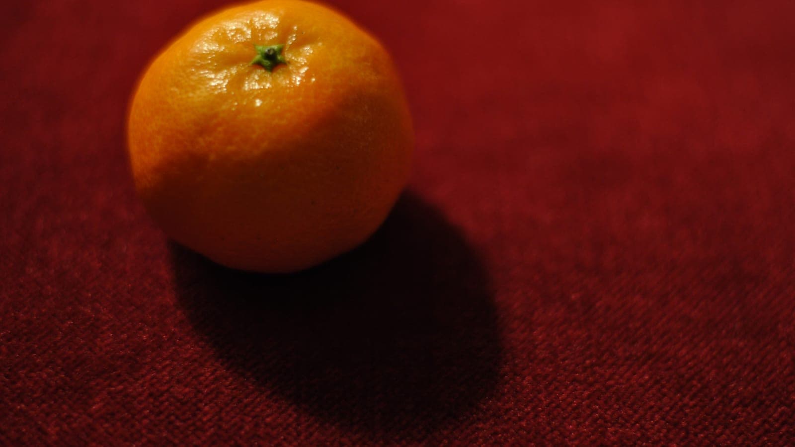 Une clémentine posée sur un tissu rouge : ce petit agrume familier n’est pas une mandarine mais un hybride récent (mandarine × orange douce). (Photo cyclonebill, CC BY-SA 2.0.)