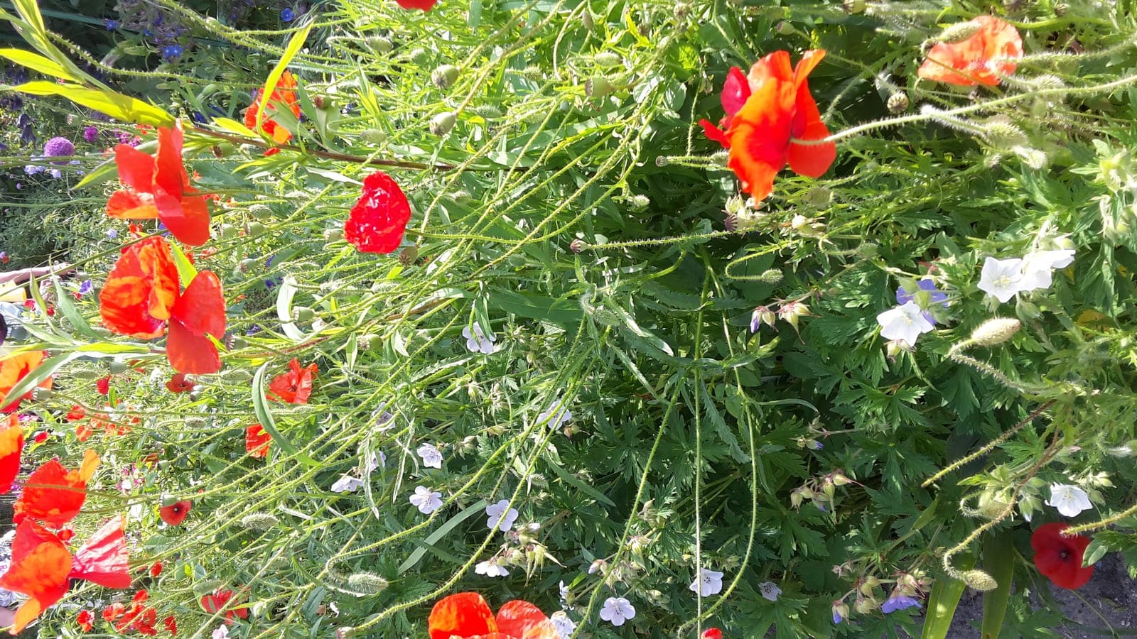 Des coquelicots rouges mêlés à des géraniums blancs, à des graminées et à quelques bleuets. Le coquelicot n’est pas la fleur sauvage que l’on croit, mais une plante des terres remuées. (Photo Manuel Ferreira.)
