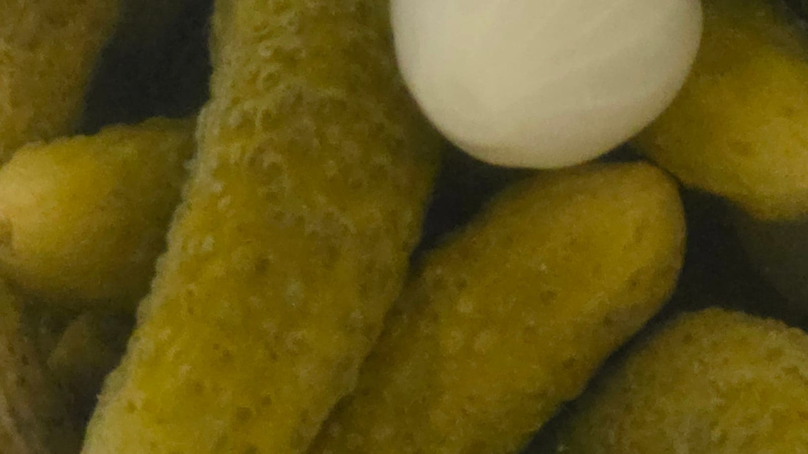 Gros plan de cornichons au vinaigre dans leur bocal, avec un petit oignon blanc : ce ne sont pas un légume à part, mais de jeunes concombres (Cucumis sativus) cueillis tout petits. (Photo Manuel Ferreira.)