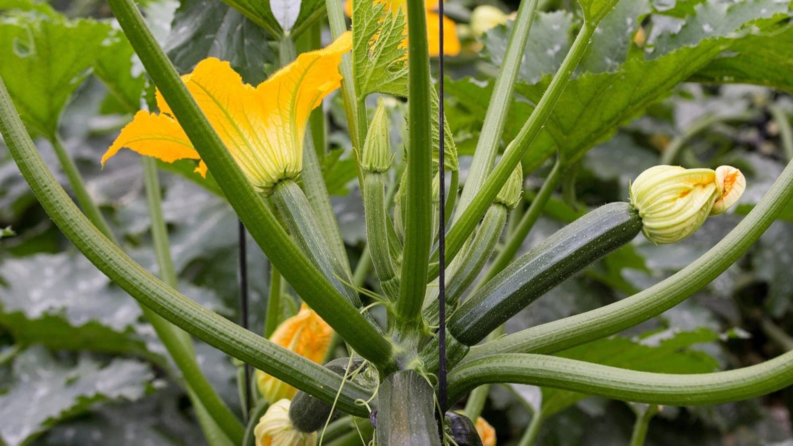 Un plant de courgette : à droite, une jeune courgette prolongée par sa fleur jaune, et une grande fleur ouverte à gauche. La courgette est le fruit né de l’ovaire de cette fleur. (Photo ajcespedes / Pixabay.)
