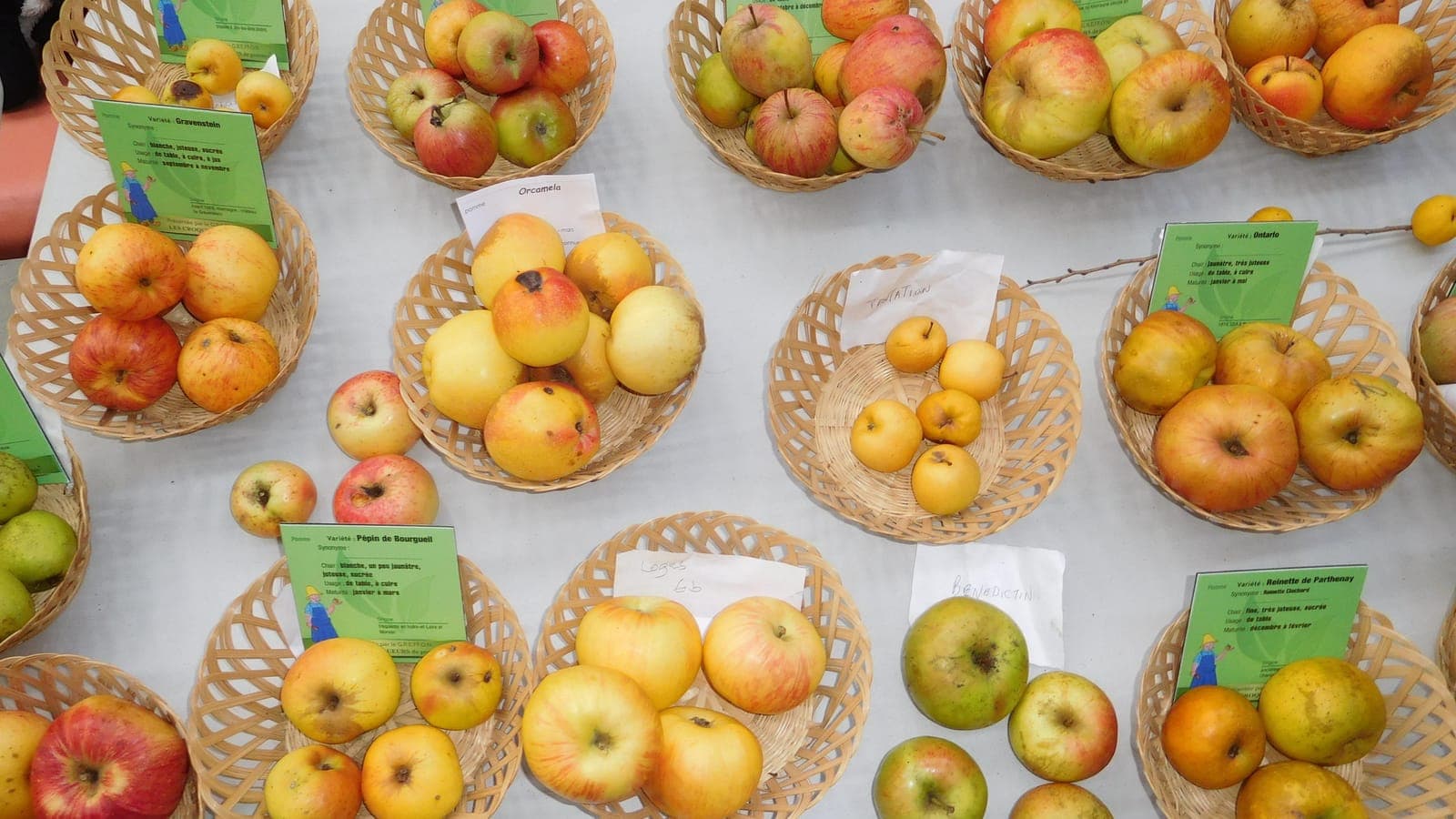 Des corbeilles de pommes de nombreuses sortes lors d’une fête des fruits, chacune accompagnée d’une étiquette portant son nom. Les étiquettes disent « variété » là où le botaniste dirait « cultivar ». (Photo Cjp24, CC BY-SA 4.0.)