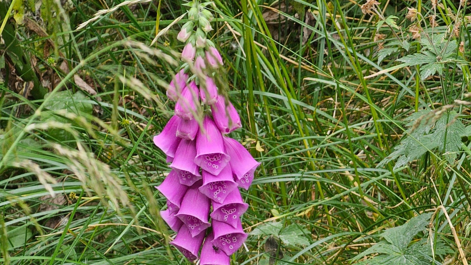 Épi de digitale pourpre (Digitalis purpurea) aux fleurs en doigt de gant tachetées : une plante à la fois médicinale (on en tire la digitaline, remède du cœur) et mortellement toxique. (Photo Manuel Ferreira.)