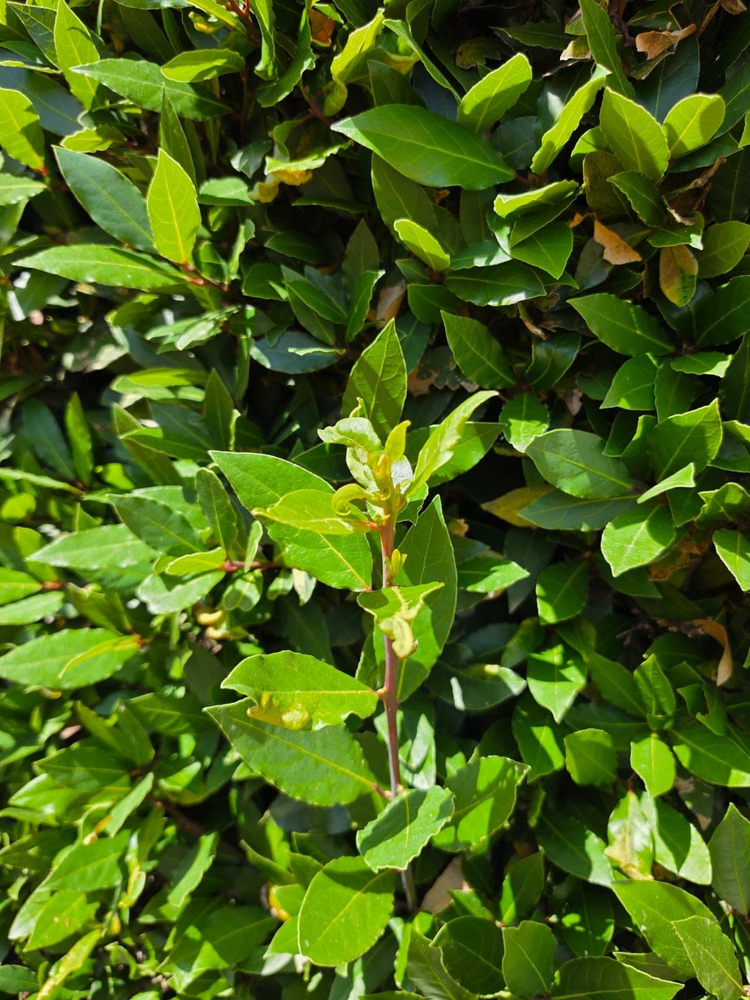 Laurier noble (Laurus nobilis), feuilles persistantes lancéolées et luisantes, photographié à Melay (Saône-et-Loire) (Photo Manuel Ferreira.)