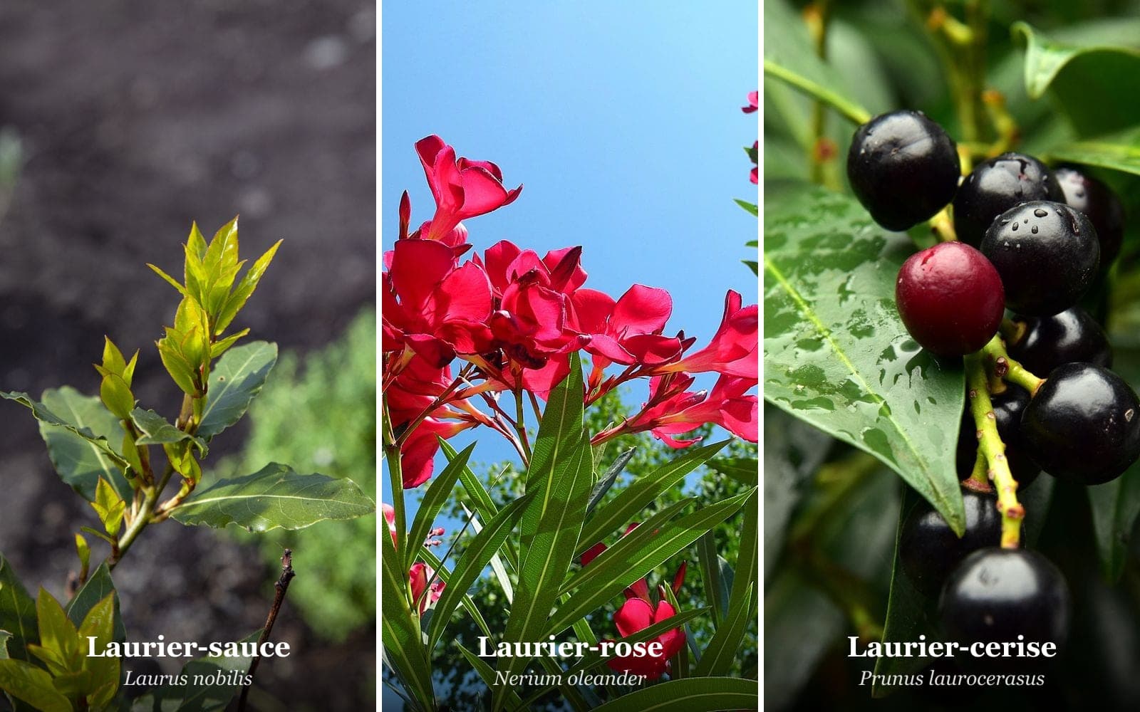 Trois plantes appelées laurier : laurier-sauce (Laurus nobilis), laurier-rose (Nerium oleander) et laurier-cerise (Prunus laurocerasus)