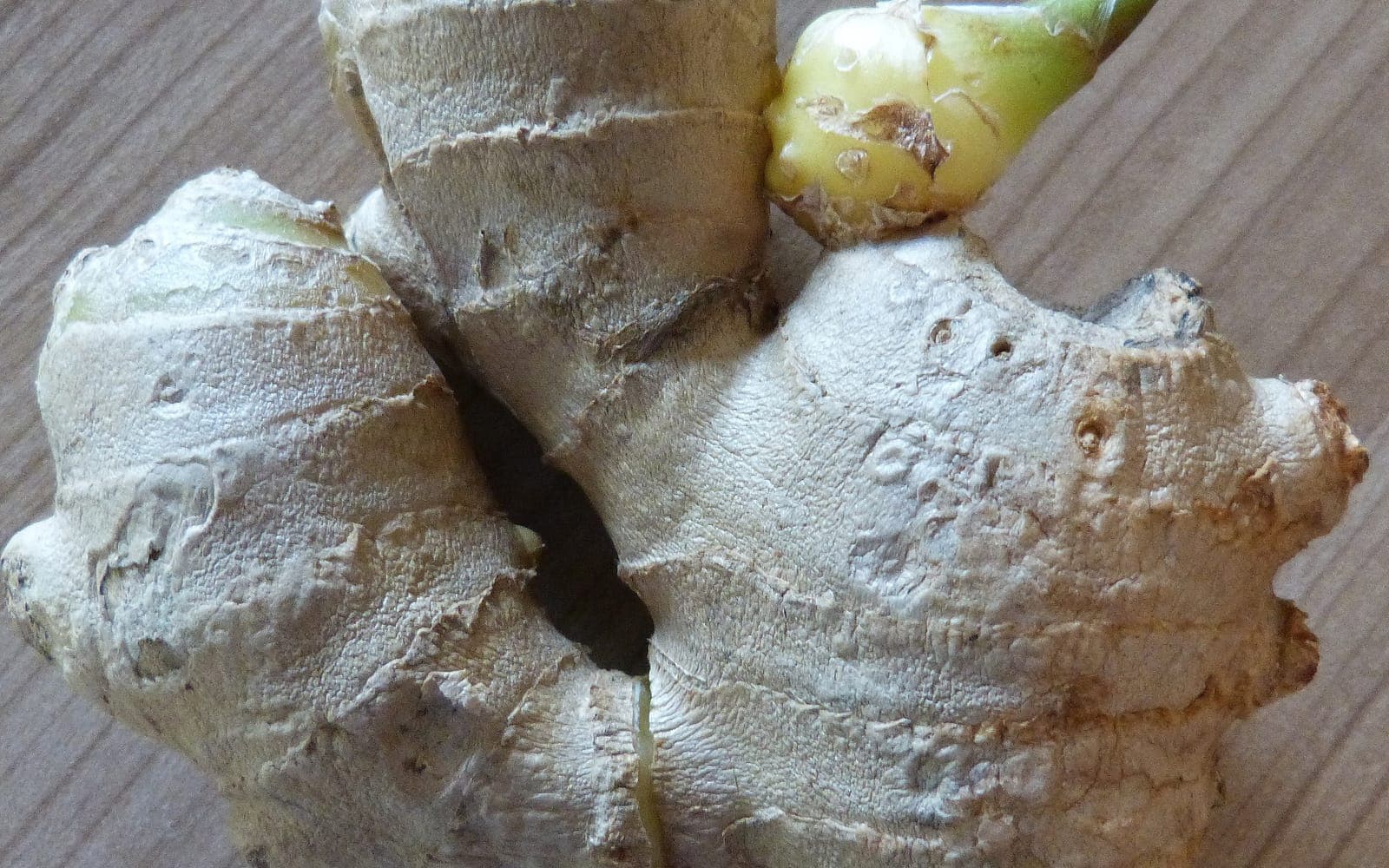 Rhizome de gingembre frais (Zingiber officinale), tige souterraine charnue