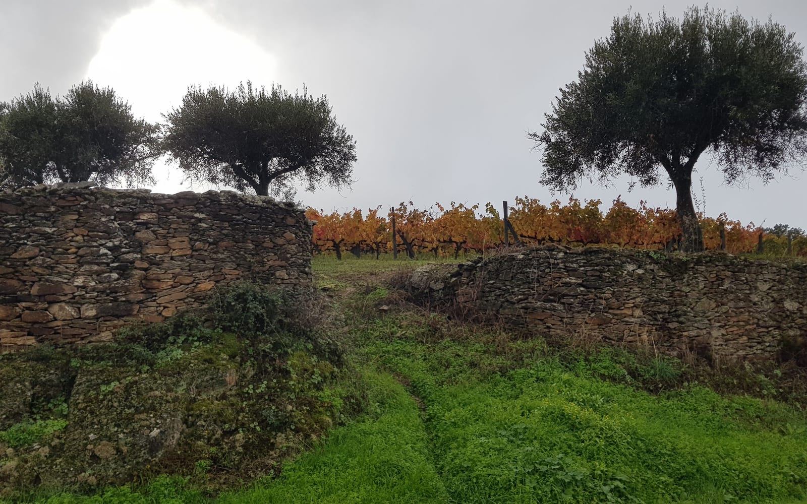 Oliviers et vignes derrière des murets de pierre sèche, dans la région de Coimbra, au Portugal. C’est dans ces campagnes qu’on faisait appel au sourcier pour choisir où creuser un puits. (Photo Manuel Ferreira.)