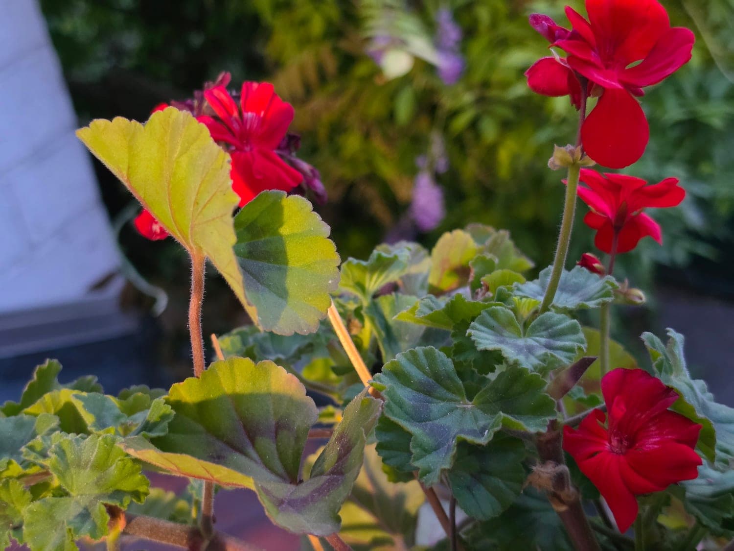 « Géranium » de balcon rouge (en réalité un Pelargonium), fleurs et feuilles arrondies (Photo Manuel Ferreira.)