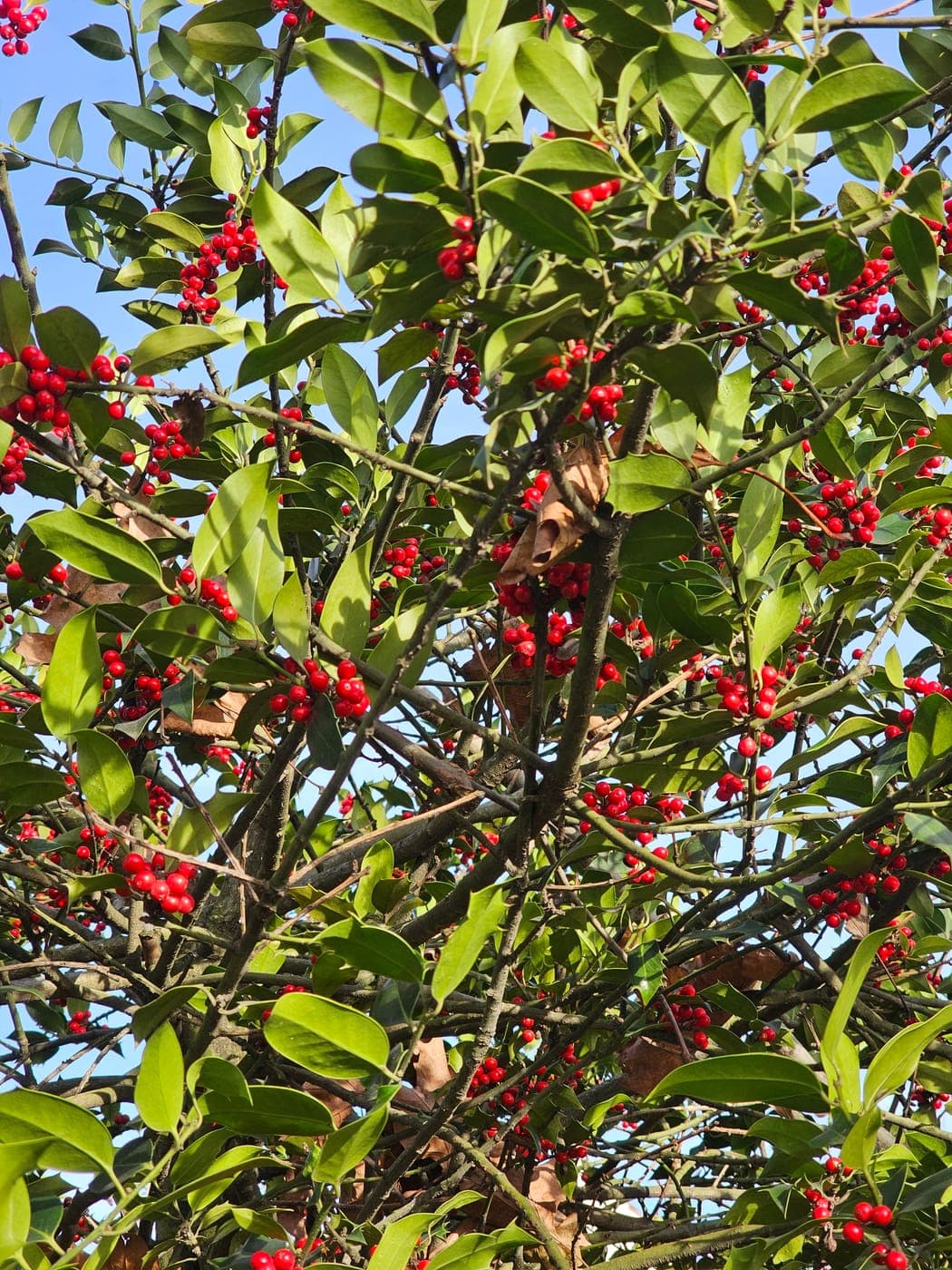 Houx commun (Ilex aquifolium) avec ses feuilles épineuses et ses fruits rouges