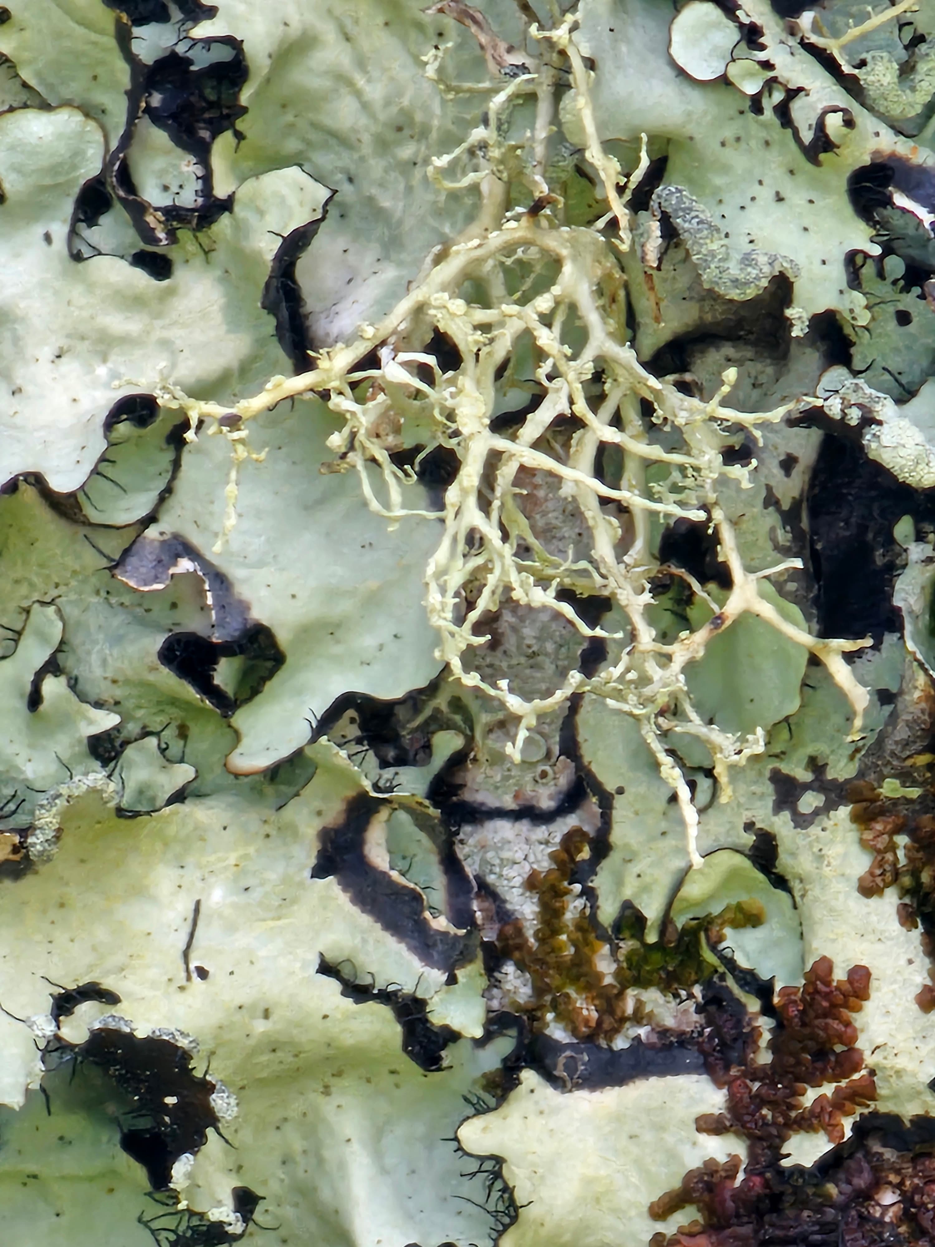 Lichen foliacé gris-vert et lichen fruticuleux ramifié, photo prise aux Açores (Photo Manuel Ferreira.)