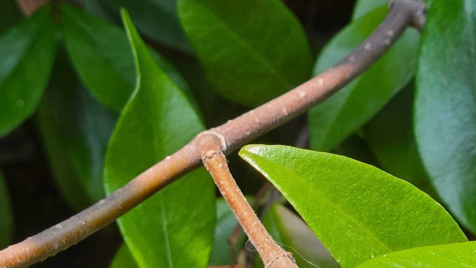 Nœud d’une tige de jasmin : le point précis où la feuille s’insère sur l’axe. (Photo Manuel Ferreira.)