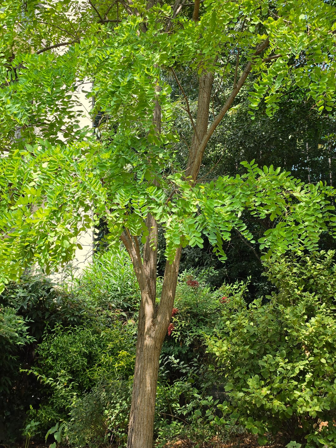 Feuillage penné du robinier faux-acacia à folioles ovales