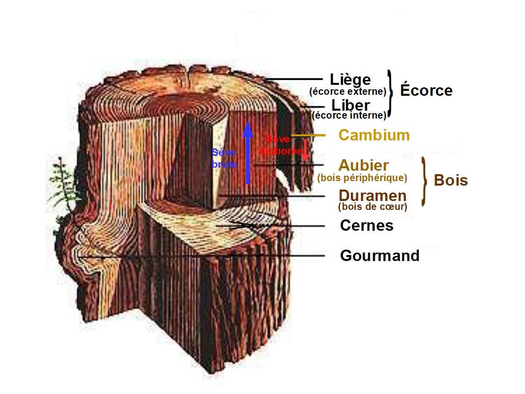 Coupe d’un tronc : liège et liber (écorce), cambium, aubier et duramen (bois), cernes
