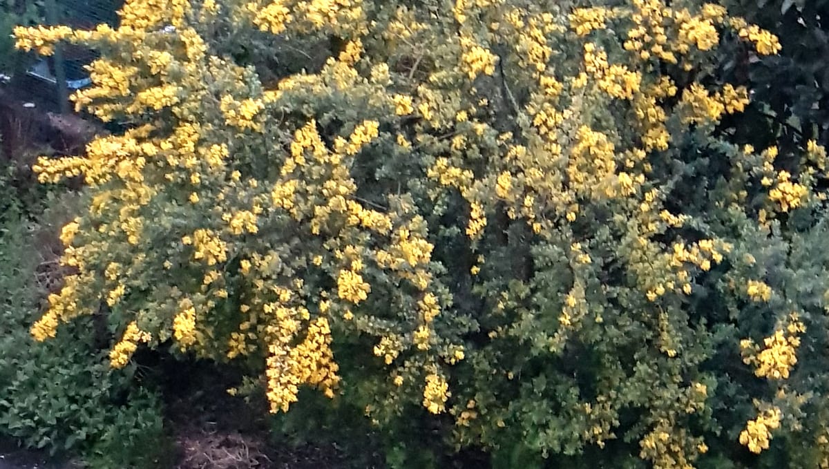 Genêt des teinturiers en fleurs, un arbrisseau ligneux qui n’est pas un arbre