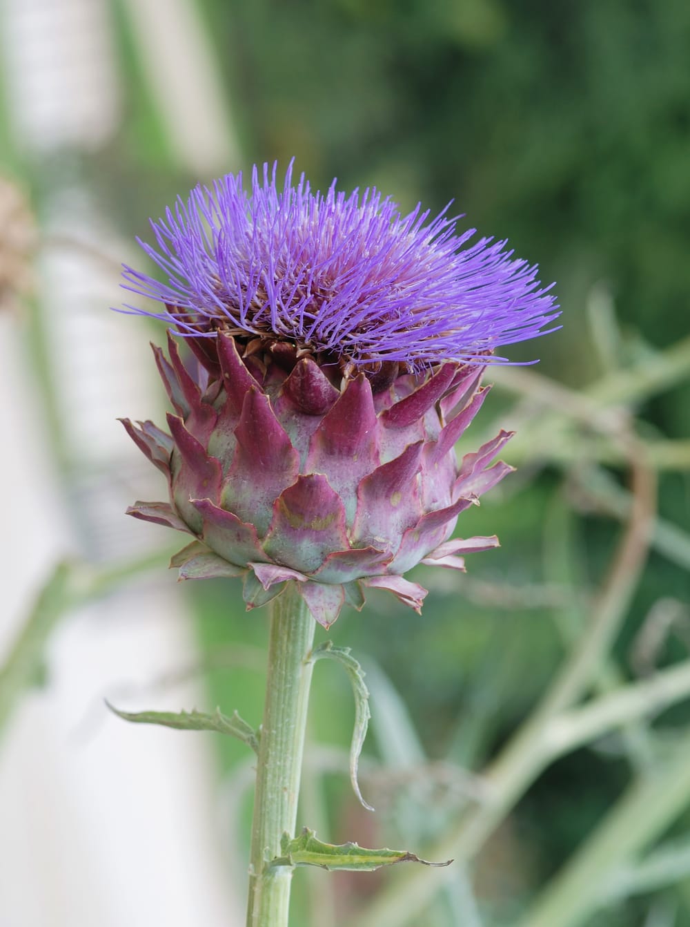 Artichaut en fleur, capitule aux fleurons violets