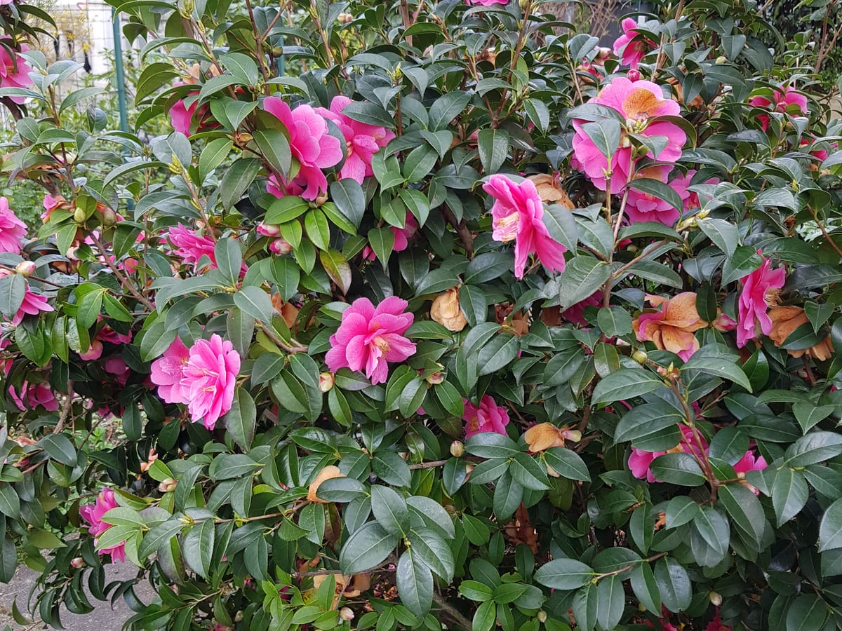 Camélia d’ornement couvert de fleurs roses doubles, aux feuilles vert sombre et luisantes
