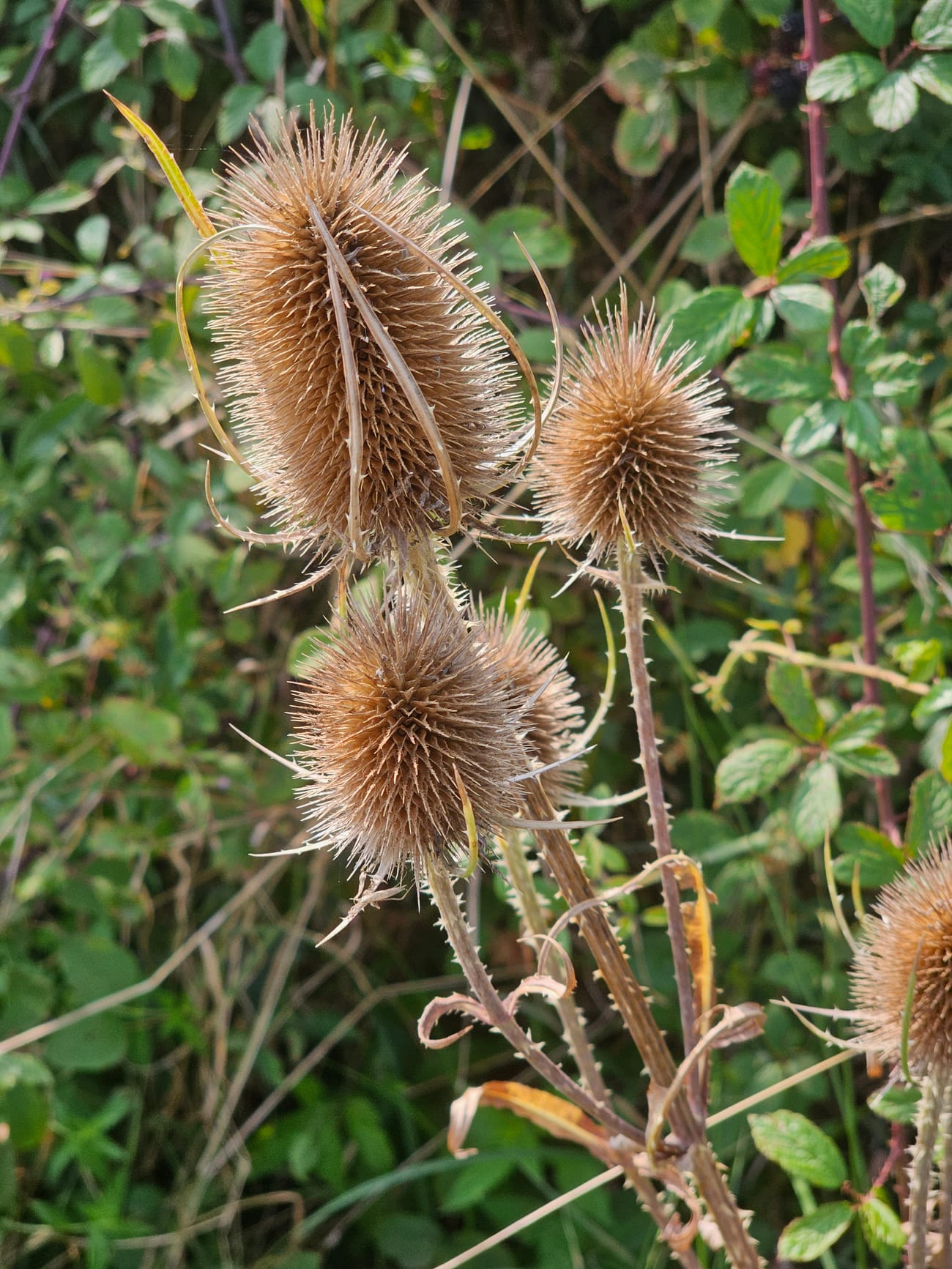 Capitules secs et hérissés d’une cardère (Dipsacus) en forme d’œufs épineux au bout de tiges raides